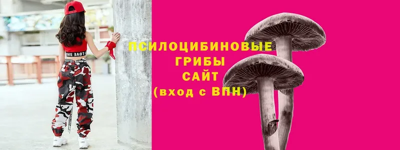 купить   Камышин  Галлюциногенные грибы Magic Shrooms 